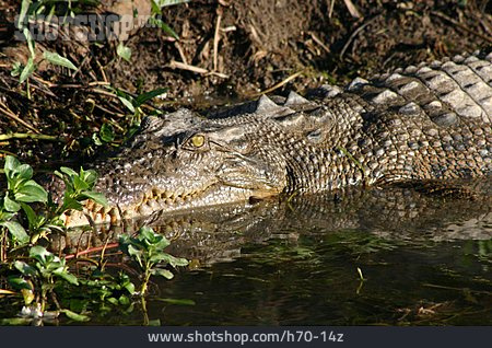 
                Krokodil, Alligator                   