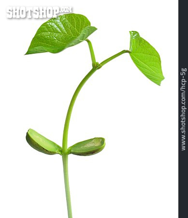 
                Wachstum, Sprössling, Bohnenpflanze                   