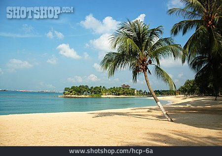 
                Strand, Palmen, Tropisch                   