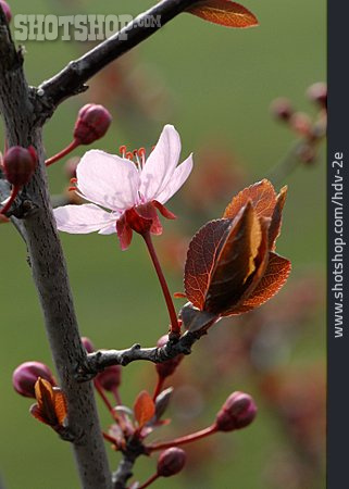 
                Blüte, Japanische Zierpflaume                   