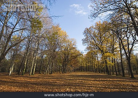 
                Baum, Park, Herbst                   