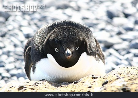 
                Pinguin, Antarktis, Brüten                   