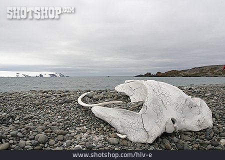
                Antarktis, Wal                   