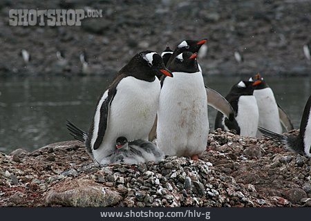 
                Tierfamilie, Pinguin, Junges                   