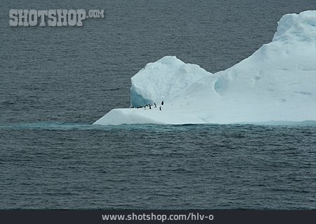 
                Antarktis, Eisberg, Pinguine                   