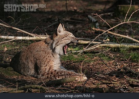 
                Lynx                   