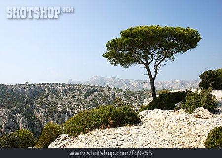 
                Baum, Provence, Calanque                   