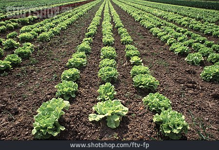 
                Feld, Salat, Kopfsalat, Gemüseanbau                   