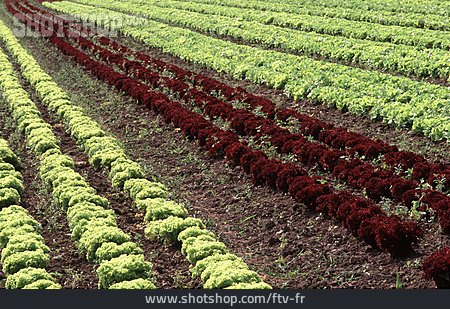 
                Feld, Salat, Gemüseanbau                   