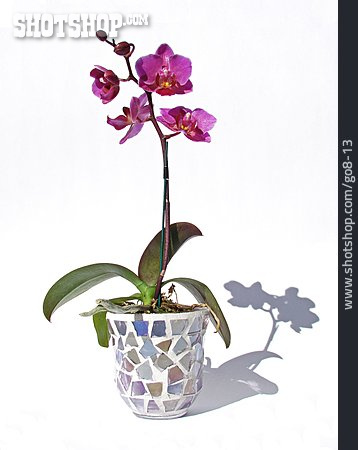 
                Orchidee, Topfpflanze                   