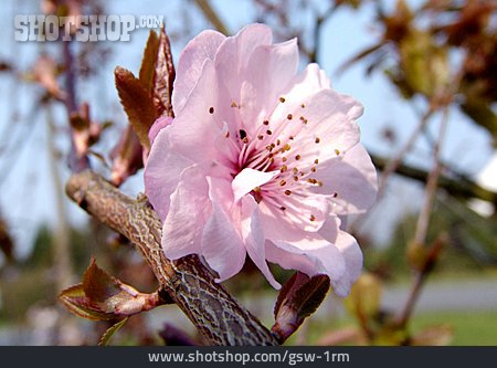 
                Kirschblüte                   