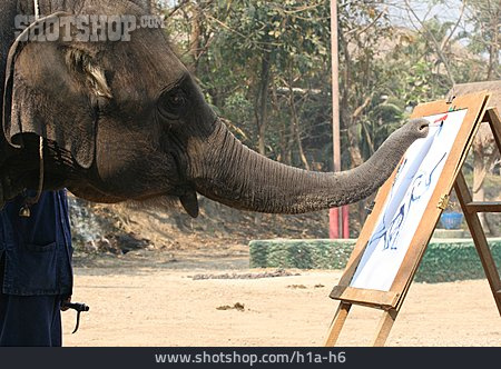 
                Elefant, Humor & Skurril, Touristenattraktion                   