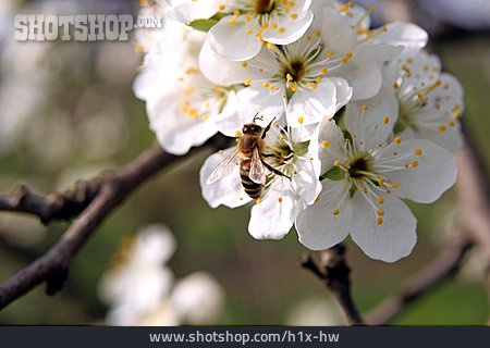 
                Biene, Zwetschgenblüte                   