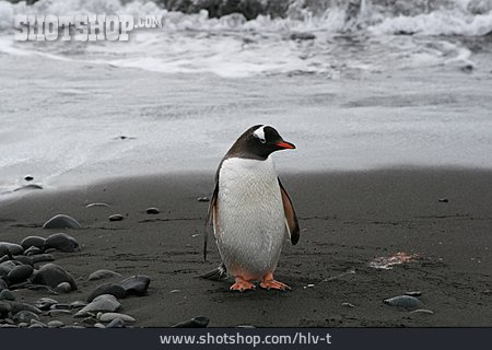 
                Pinguin, Antarktis                   