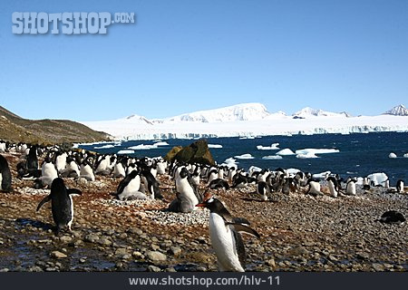 
                Pinguin, Antarktis, Ewiges Eis, Pinguinkolonie                   