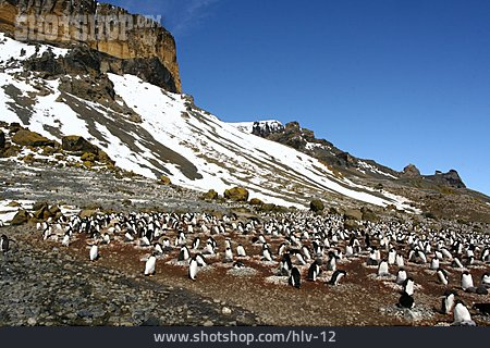 
                Tiergruppe, Pinguin, Antarktis                   