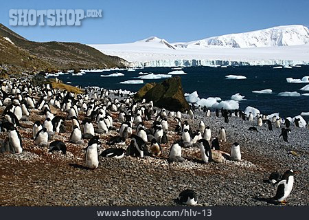 
                Herde, Pinguin, Antarktis                   