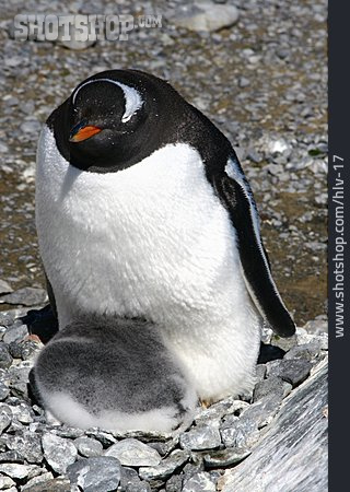 
                Tierfamilie, Pinguin                   
