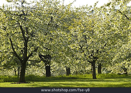 
                Kirschblüte, Kirschbaum, Obstgarten                   
