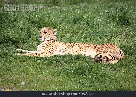 
                Raubkatze, Leopard                   
