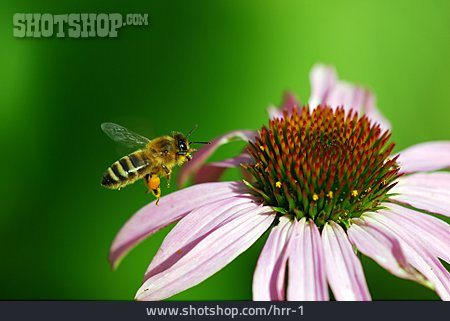 
                Blüte, Biene, Sonnenhut, Honigbiene                   