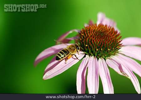
                Blüte, Biene, Sonnenhut, Honigbiene                   