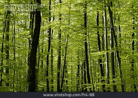 
                Wald, Baumstamm                   