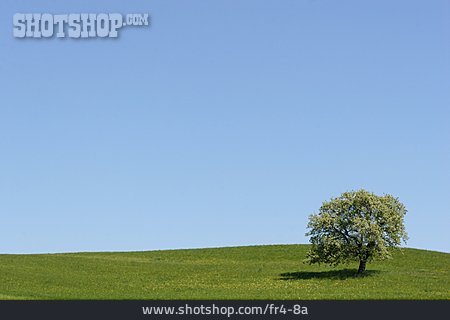 
                Landschaft, Baum                   