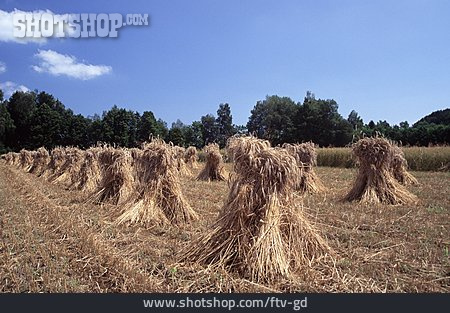 
                Agriculture, Straw, Harvest                   
