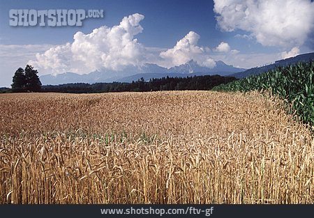 
                Landwirtschaft, Getreide                   