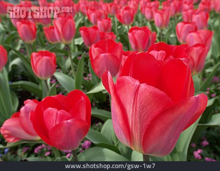 
                Tulpe, Tulpenfeld, Blumenbeet                   