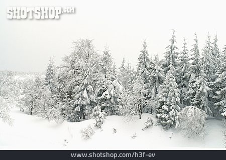 
                Winter, Schnee, Schneebedeckt                   