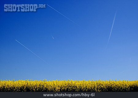 
                Himmel, Rapsfeld                   