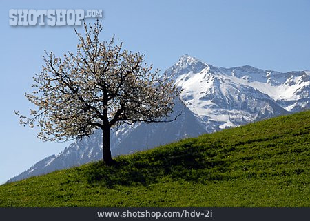 
                Kirschbaum, Niesen, Berner Oberland                   