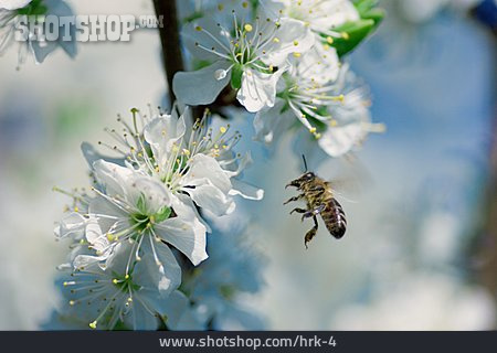 
                Biene, Kirschblüte, Bestäuben                   