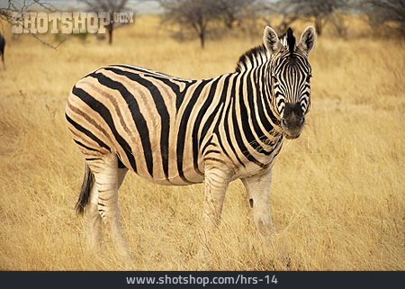 
                Zebra, Steppenzebra                   