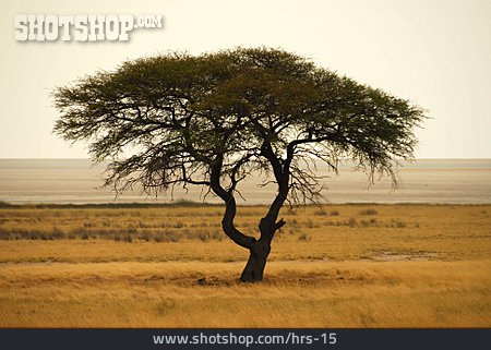 
                Baum, Namibia, Etosha-nationalpark                   