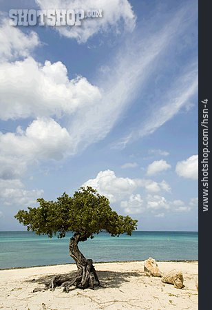 
                Baum, Strand, Meer, Curaçao                   