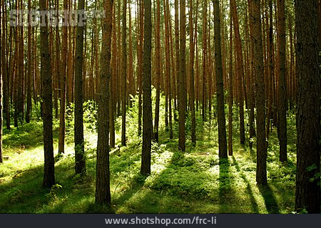 
                Wald, Kiefernwald                   