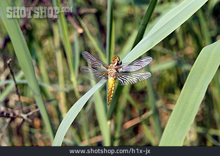 
                Insekt, Libelle, Gefleckte Heidelibelle                   