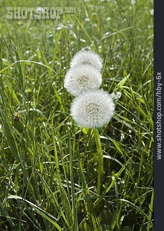 
                Löwenzahn, Pusteblume                   