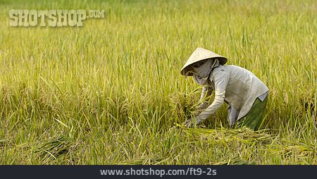 
                Landwirtschaft, Reisfeld, Ernten, Reisbauer                   