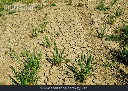 
                Trockenheit, Dürre, Ausgetrocknet                   