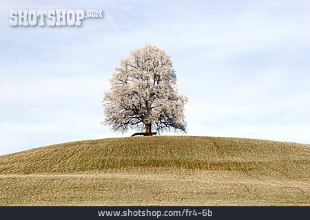 
                Baum, Wiese                   