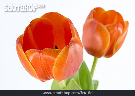 
                Blüte, Tulpen                   