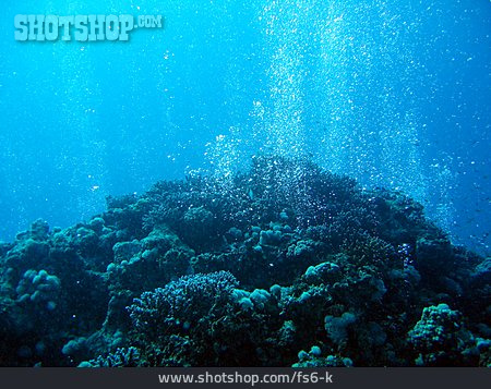 
                Korallenriff, Koralle, Luftblase                   