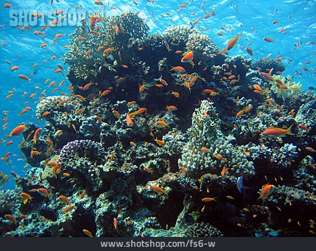 
                Fisch, Rotes Meer, Korallenmeer                   