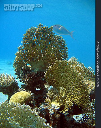 
                Korallenriff, Koralle, Fächerkoralle                   