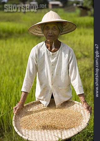 
                Sieben, Vietnam, Reisbäuerin                   