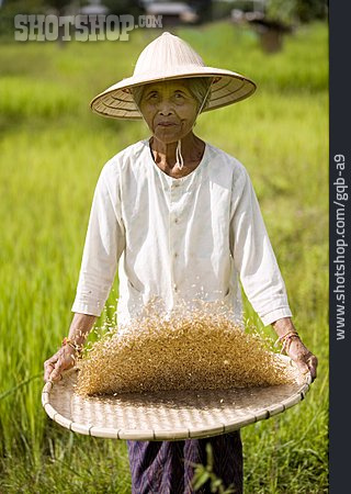 
                Sieben, Vietnam, Reisbäuerin                   